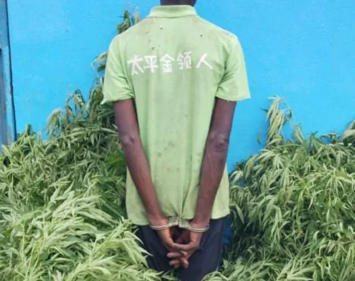 Cidadão detido por cultivo de mais de 200 plantas de liamba no Cuanza-Sul