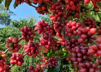 Produção de café no país regista aumento de 40% em 2025‎