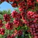 Produção de café no país regista aumento de 40% em 2025