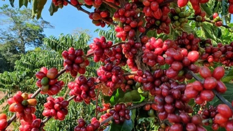 Produção de café no país regista aumento de 40% em 2025
