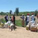Chibia distribui mais de sete mil toneladas de insumos agrícolas para reforçar agricultura familiar