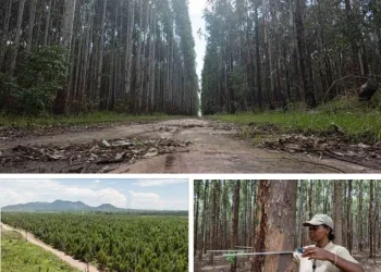“Esplendor Florestal”: investimento do Fundo Soberano de Angola apresentado na COP30 no Brasil
