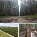 “Esplendor Florestal”: investimento do Fundo Soberano de Angola apresentado na COP30 no Brasil