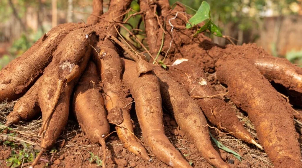 Luanda regista 22 casos de intoxicação alimentar e cinco óbitos desde Janeiro