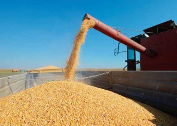 Angola gasta mais de 112 milhões de dólares de Janeiro a Novembro com importação de milho