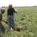 Executivo ajusta mecanismos para disponibilizar 15 mil milhões de kwanzas em crédito para cooperativas agropecuárias