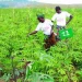 Governo de Cabinda avalia potencialidades agropecuárias e pesqueiras para tornar região em celeiro agrícola sustentável e competitivo