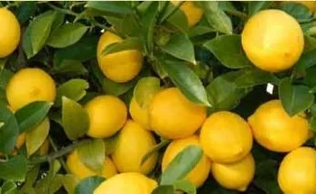 Projecto para exploração de plantações de citrinos de malanje orçado em 150 milhões de dólares