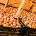 Feira de Natal e da Batata junta produtores de 13 municípios da Huíla