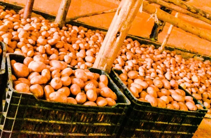Feira de Natal e da Batata junta produtores de 13 municípios da Huíla