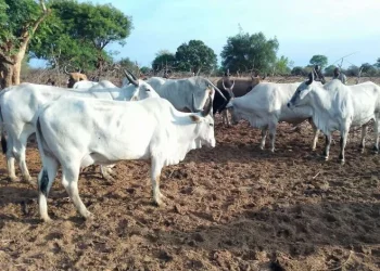 Criadores tradicionais de gado na Huíla com prejuízos de 45 mil milhões de kwanzas/ano por roubo