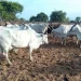 Criadores tradicionais de gado na Huíla com prejuízos de 45 mil milhões de kwanzas/ano por roubo