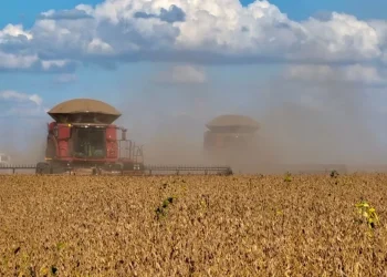 ‎Tando-Zinze regista aumento de 10 mil toneladas na produção agrícola em 2025