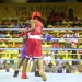 APBL esboça torneio de boxe em alusão aos 450 anos da cidade de Luanda