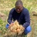 Raimundo Bambi:“Há uma máfia incubada nas cooperativas agrícolas”