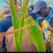 Brasil aplica mais de 200 milhões de dólares para o fomento do agronegócio na Lunda-Norte
