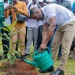 Plantação de trezentas árvores marca as celebrações do Dia do Ambiente na Lunda-Sul