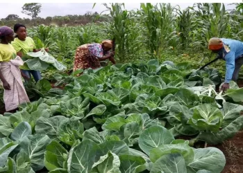 FADA prevê desembolsar até 800 milhões de kwanzas para apoiar projectos em Cabinda