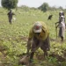 Falta de chuva em várias províncias pode comprometer resultados da agricultura familiar