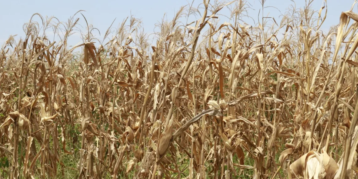 Falta de chuva leva agricultores no Icolo e Bengo a fazer gastos avultados com combustíveis
