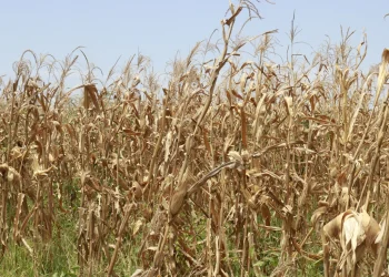 Falta de chuva leva agricultores no Icolo e Bengo a fazer gastos avultados com combustíveis