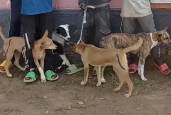 Angola tem confirmadas 137 infecções de Verme da Guiné em animais