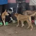 Angola tem confirmadas 137 infecções de Verme da Guiné em animais