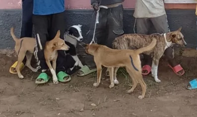 Angola tem confirmadas 137 infecções de Verme da Guiné em animais