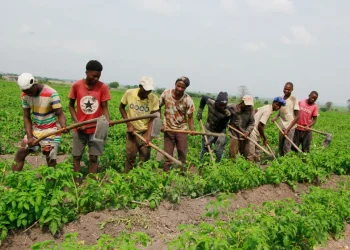 Mais de mil beneficiários de crédito agrícola estão em incumprimento