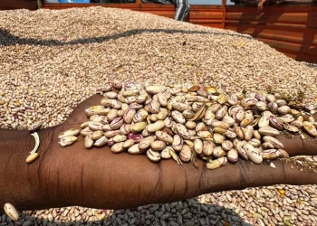 Congoleses pagam toneladas de feijão com dinheiro falso em Benguela