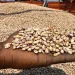 Congoleses pagam toneladas de feijão com dinheiro falso em Benguela