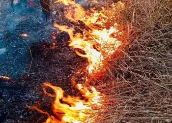 Incêndio atinge 50 hectares do Parque Nacional da Quiçama