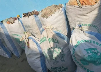 SIC apreende 900 quilos de liamba escondidos numa camada de areia na Catumbela
