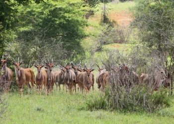 PGR reforça combate ao crime contra a vida selvagem