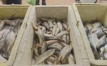 ‎Apreendidas mais de sete mil toneladas de peixe durante operação nas províncias de Luanda e Bengo