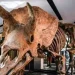 Esqueleto de Triceratops vai a leilão em fase de crescimento do mercado de dinossauros
