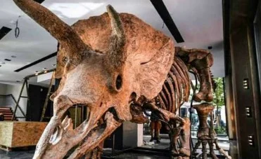 Esqueleto de Triceratops vai a leilão em fase de crescimento do mercado de dinossauros