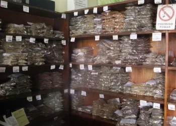 Missionário diz ter sido curado da epilepsia pela medicina natural