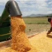 Angola e Brasil acordam investimento de mais de 100 milhões de dólares para impulsionar produção de grãos