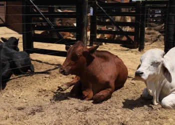 Feira agropecuária e leilão de gado do Namibe arranca com mais de 200 expositores