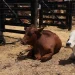 Feira agropecuária e leilão de gado do Namibe arranca com mais de 200 expositores