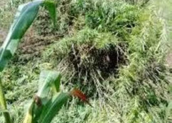Desmantelado cerca de três hectares de liamba na Huíla