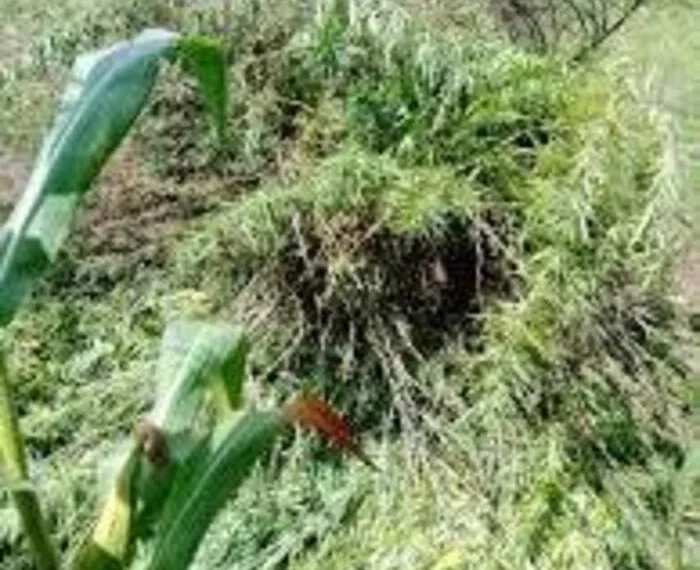 Desmantelado cerca de três hectares de liamba na Huíla