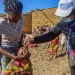 Saúde Pública em Benguela prevê imunizar mais de 700 mil crianças contra pólio em três dias