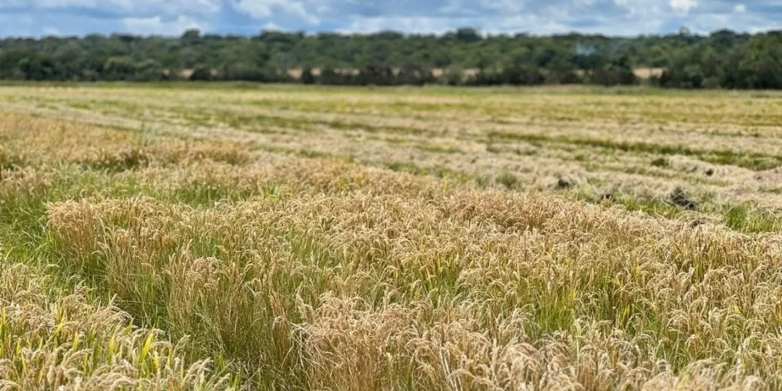 Lunda Sul dispõe de 500 mil hectares para a produção de grãos e cereais