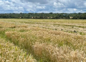 Lunda Sul dispõe de 500 mil hectares para a produção de grãos e cereais