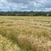 Lunda Sul dispõe de 500 mil hectares para a produção de grãos e cereais