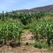 Projecto mosaP3 ‘abraça’ camponeses com mais de 200 milhões para revolucionar agricultura