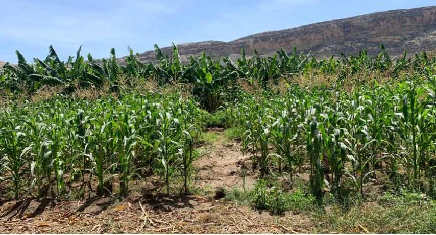 Projecto mosaP3 ‘abraça’ camponeses com mais de 200 milhões para revolucionar agricultura