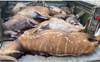 Caçador furtivo detido com seis veados e sete bâmbis mortos no Parque da Quiçama